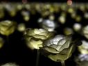 Hong Kong celebrated Valentine's Day with a Garden... Hong Kong celebrated Valentine's Day with a Garden of 25,000 Roses that illuminate