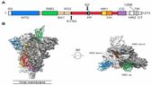 Coronavirus Breakthrough: Scientists Discover Atomic Map To Help Combat Deadly Virus