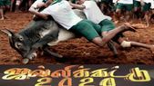 Madurai jallikattu:... Madurai jallikattu: அட்டகாச அறிவிப்பு: மொபைலில் லைவ் ஆக உலக புகழ் மதுரை ஜல்லிக்கட்டு- எப்படி ?