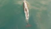 Google Map-ஐ... Google Map-ஐ மிஞ்சிய டால்பின்: புயலில் சிக்கிய படகு.,ஏலே டோன்ட் வொரி பீ ஹேப்பி-கரை சேர்த்த டால்பின்