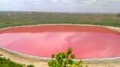 Lonar Lake: பிங்க்... Lonar Lake: பிங்க் நிறமாக மாறிய 50,000 ஆண்டு பழமையான லோனார் ஏரி! நிற மாற்றத்திற்கு இதான் காரணம்!