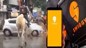 என்ன ராசா சொல்ற? Swiggy பேக் உடன் குதிரையில் போன பையன் நீயா? ஸ்விகி-க்கு காத்திருந்த அதிர்ச்சி!