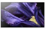 Sony Bravia A9F OLED Android TV (KD-65A9F) 