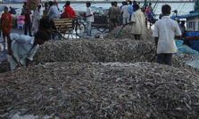 मत्स्य मोबाइल सेवा के जरिए 50 फीसदी ज्यादा मछली पकड़ी