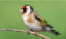 क्‍या होता है पिक्‍सल