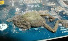 किसी के पीसी में निकला मरा हुआ मेढक तो कहीं मिली छिपकली