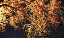 स्‍ट्रीट लाइटों की जगह पेड़ करेंगे सड़कों पर रोशनी