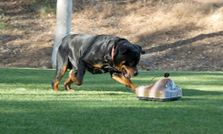 अगर आपके घर में पालूत जानवर है तो ये गैजेट जरूर खरीदें