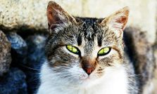 बिल्‍ली की आखों से कुछ ऐसी दिखती है दुनिया