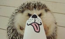 इंटरनेट का स्‍टार बन गया है ये नन्‍हा सा जानवर