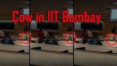 IIT Bombay की क्लासरूम में इंजीनियरिंग पढ़ाने पहुंची गाय, यहां देखिए वीडियो