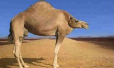 మెడలేని జంతువులు!!