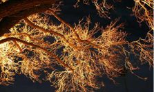 చెట్లే విద్యుత్ ధీపాలైతే!