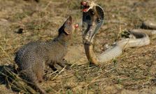 పాము మంగీసల ఆధిపత్య పోరు
