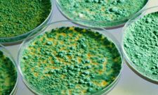 Google Interactive Doodle Marks Richard Petri Birthday: 5 Facts about the Petri Dish Inventor