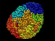 3D Maps Reveal 'Genomic Origami'