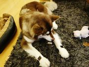 China's richest man's son gifts 2 Apple watches to pet dog