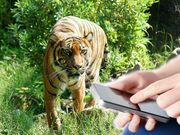 Karnataka Tiger Reserve to have Mobile Veterinary Service