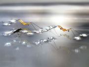 Insect-sized robot can jump on water