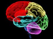 New 3D software tracks embryo's brain development