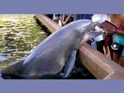 VIDEO: This Dolphin Was Definitely Upset With iPad Photography