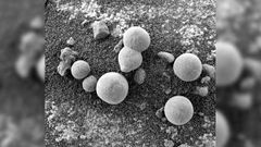 New study claims NASA rover spotted mushrooms on Mars