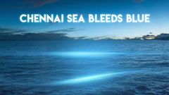 Chennai Sea Bleeds Blue Because Of Poor Water Health And Coastal Pollution