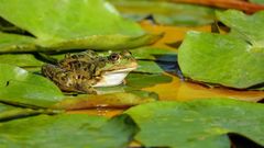 Scientists Develop FrogPhone To Measure Wild Frog Population