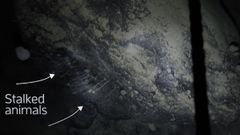 Scientists Discover 22 New Animal Species Under Ice Sheets Of Antarctica