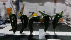 NASA Astronaut Grows Chile Peppers In Space; Future In Space Possible Now?