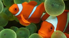 Clownfish Wallpaper On iOS 16 Beta 3: People Just Can't Get Over This