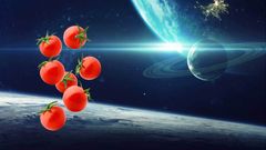 Astronauts Planning To Grow Tomatoes Aboard International Space Station