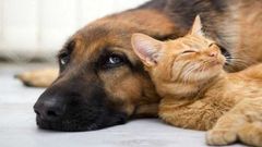 Revolutionizing Animal Welfare: AI Steps in to Interpret Animal Emotions
