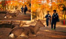 ಫೇಸ್ ಬುಕ್ ನಲ್ಲಿ HD ಚಿತ್ರ ನೋಡಬಹುದು