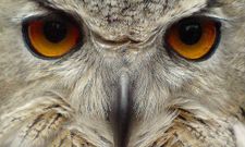 ಸ್ಮಾರ್ಟ್‌‌ಫೋನಲ್ಲೇ ಗುಣಮಟ್ಟದ ಫೋಟೋ ಕ್ಲಿಕ್‌ ಮಾಡಿ!