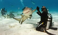 ಈ ಸುಂದರ ದೃಶ್ಯಗಳನ್ನು ಕಣ್ತುಂಬಿಕೊಳ್ಳಿ