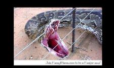 ಸೂಪರ್ ಫೋಟೋಗಳ ಸೂಪರ್ ಕಲೆಕ್ಷನ್