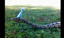 ಕುತೂಹಲದ ಗೂಡು ಈ ಚಿತ್ರ ಸಂಗ್ರಹ