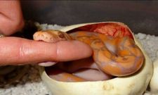 ಮನಕಲಕುವ ಅಚ್ಚರಿಯ ಪೋಟೋ ಸಂಗ್ರಹಗಳಿವು