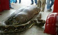 ಮನವನ್ನು ಕದಿಯುವ ಆಶ್ಚರ್ಯಕರ ಅಂಶಗಳು