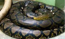 ಮನಕೆ ಮುದ ನೀಡುವ ಭೀತಿಯ ಚಿತ್ರಗಳು