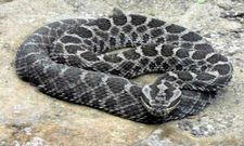 ಬೆರಗನ್ನು ಮೂಡಿಸುವ ನೈಜ ಚಿತ್ರಗಳಿವು