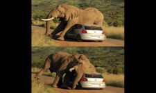 ಕೌತುಕಮಯ ಆಕರ್ಷಕ ಮೋಜಿನ ಚಿತ್ರ ಸಂಗ್ರಹ