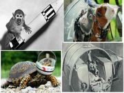 ಬಾಹ್ಯಾಕಾಶಕ್ಕೆ ತಲುಪಿದ ಮಾನವರಲ್ಲದ 10 ಗಗನಯಾತ್ರಿಗಳು