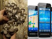 ಸ್ಮಾರ್ಟ್‌ಫೋನ್‌ ಚಾರ್ಜ್‌ ಮಾಡಲು ಅಣಬೆ ಬ್ಯಾಟರಿ ಆವಿಷ್ಕಾರ