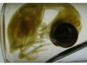 ಎಚ್ಚರ ಪುನಃ ಜನ್ಮತಾಳಲಿವೆ ಡೈನೋಸರ್‌ಗಳು!!!