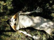 ಇಂಟರ್ನೆಟ್ ವೈರಲ್ ಆದ ವಿಶ್ವದ ಟಾಪ್ ಚರ್ಚಿತ ಸುದ್ದಿಗಳು