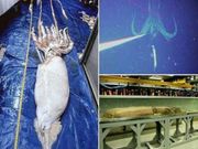 ಸಮುದ್ರದಾಳದಲ್ಲಿ ಪತ್ತೆಯಾಯಿತು ಭೀಕರ ದೈತ್ಯ ಜೀವಿ!!!