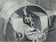 ಬಾಹ್ಯಾಕಾಶಕ್ಕೆ ಪ್ರಯಾಣ ಬೆಳೆಸಿ ಇತಿಹಾಸ ಸೃಷ್ಟಿಸಿದ ನಾಯಿ