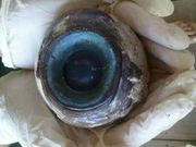 ಸಾಗರ ತಳದಲ್ಲಿ ಇನ್ನೊಂದು ಲೋಕ